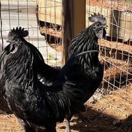 Ayam Cemani Roosters for Trade in Richmond, ky