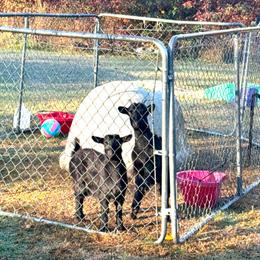 Fainting Goats Available for Adoption in Battle Creek, mi