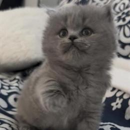 British Longhair Blue Female Kitten Available for Reservation in Clearwater, fl