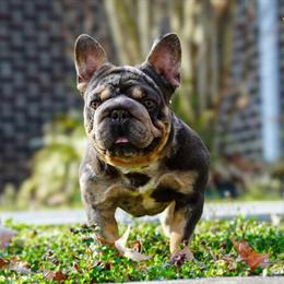 Lilac and Tan Merle French Bulldog Male Stud for Breeding in Waldorf, md