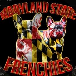 Isabella French Bulldog Male Stud Available for Breeding in Waldorf, md