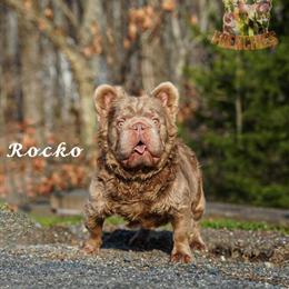 Isabella French Bulldog Male Stud Available for Breeding in Waldorf, md