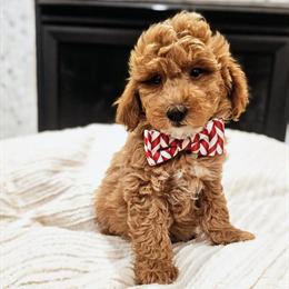 F1B Mini Goldendoodle Puppies Ready for Adoption Today in Madison, wi