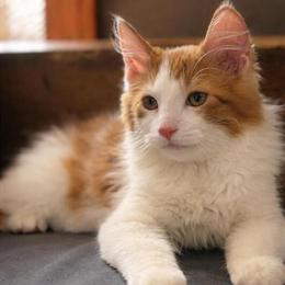Ragamuffin Kittens Available in Portage, wi