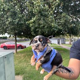 Pocket Bullies - Micro Size Available in Nashville, tn