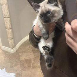 Male Ragdoll Kitten Ready for a New Home in Dearborn Heights, mi