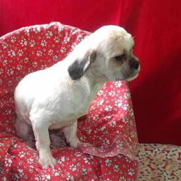 Shih Tzu Alex - Stylish and Sweet Companion Available Now! in Paterson, nj