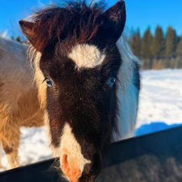 Miniature Colt with Blue Eyes for Sale in Kalamazoo, mi