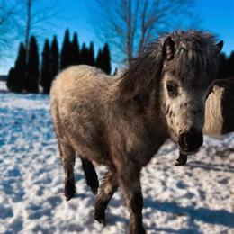Appaloosa Color Producing Colt for Sale in Kalamazoo, mi