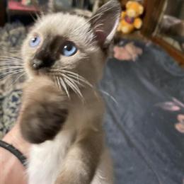 Siamese Chocolate Female Kitten Ready for Forever Home in Danville, va