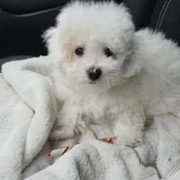 Maltipoo and Pomapoo Puppies Available in Chesapeake, va