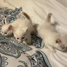 Siamese Flame Point Kittens Ready in 7 Weeks in Danville, va