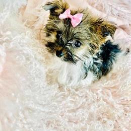 Biewer Terrier Puppy for Adoption in Miami, fl