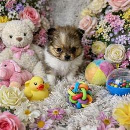 Shih Tzu and Pomeranian Mix Puppies Available in Miami, fl