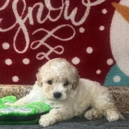 Cavapoo Puppies with Financing and Delivery Options in Miami, fl