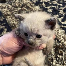 Lilac Point Siamese Kitten Available in Danville, va