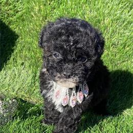 Black Teacup Poodle Available for Adoption in Miami, fl