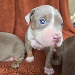 American Bully Puppies Available in Houston, tx