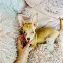 Chihuahua Puppy with Financing and Hand Delivery Available in Miami, fl