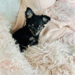 Chihuahua Puppies Available - Black Long Hair in Miami, fl