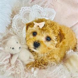 Poodle Puppy with Hand Delivery and Financing Options in Miami, fl