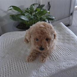 Poodle Puppy with Financing and Hand Delivery Available in Miami, fl