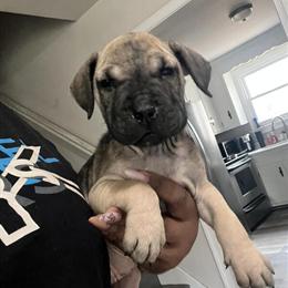 Mastiff Puppies Available in Richmond, va