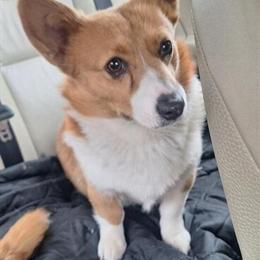 Female Corgi Looking for a New Home in Ravenna, oh