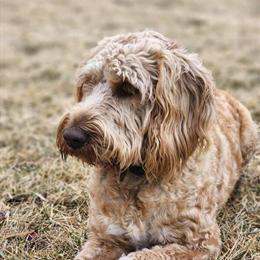 Male Labradoodle Puppy Ready for Adoption in Chelsea, mi