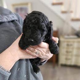 Female Labradoodle Puppy Ready for New Home in Chelsea, mi