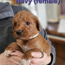 Female Labradoodle Puppy Ready for Forever Home in Chelsea, mi