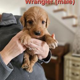 Male Labradoodle Puppy Ready for New Home in Chelsea, mi