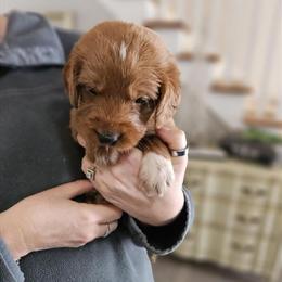 Male Labradoodle Puppy Ready for New Home in Chelsea, mi