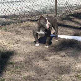 Bully - 2 Year Old Female Looking for a New Home in Swedesboro, nj