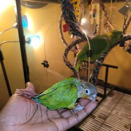 Baby Conures Available in Buffalo, ny