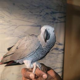 African Grey Parrot for Sale - Tame and Great Talker in Buffalo, ny