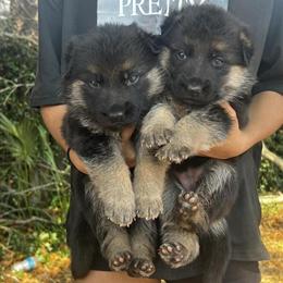 German Shepherd Puppies for Adoption in Orlando, fl