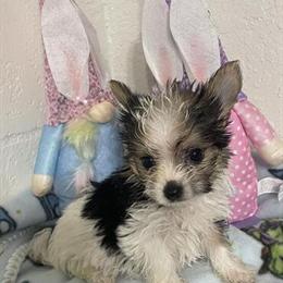 Yorkshire Terrier Parti Puppy in Panama City, fl