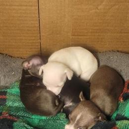 Chihuahuas for Adoption in East Peoria, il
