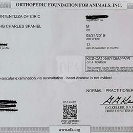 Cavalier King Charles Spaniel puppies expected soon! in Green Bay, wi