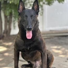 Belgian Malinois Puppies Available for Deposit in Country Club Hills, il