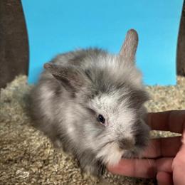 Lionhead Rabbits - 8 Weeks Old, Ready for Forever Homes in Hanover, pa