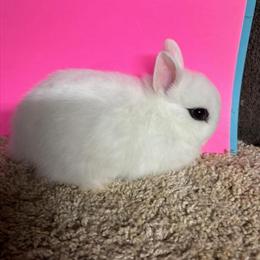 Dwarf Hotot Bunnies Ready to Go at 9 Weeks in Hanover, pa