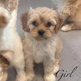 Cavapoo Puppies Ready for New Homes in Belding, mi