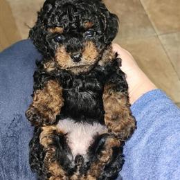 Adorable Phantom Toy Poodle Girls Ready for New Homes in Pittsburgh, pa
