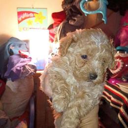 Bichon Frise Puppies Available in Hampton, va