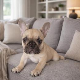 French Bulldog Puppy Axel - Cute and Adorable in Dexter, mi