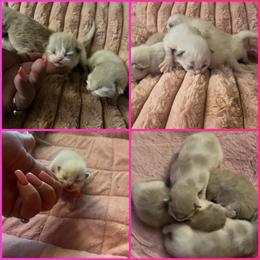 Siamese Kittens Available for Adoption in Lancaster, pa