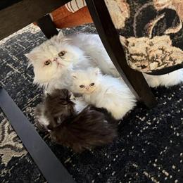 Persian Kittens Born 02/13/2026 Ready on 04/10 in Chicago, il