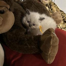 Adorable Himalayan Persian Kitten Available in Tampa, fl